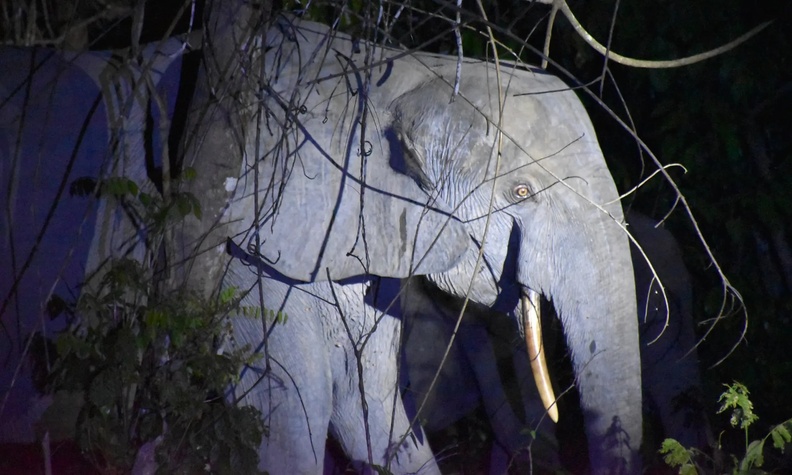 African Forest Elephant, Gabon